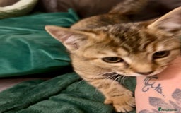 Bengal cats for sale: Bengal x Tabby Kittens  - Image 5