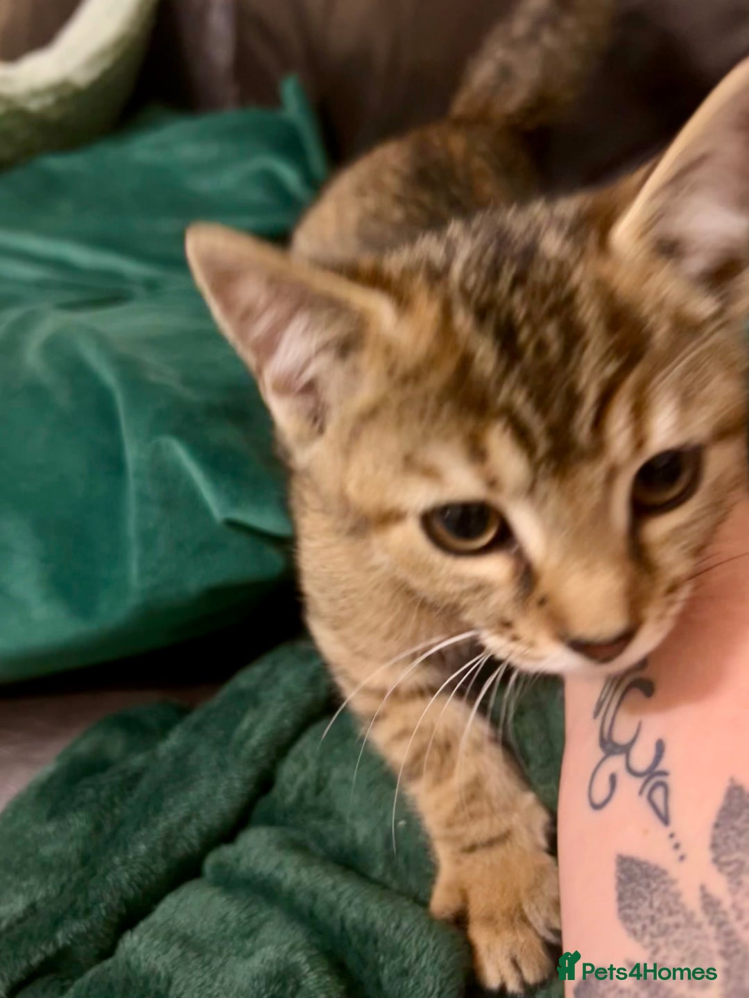 Bengal cats for sale: Bengal x Tabby Kittens  - Image 5