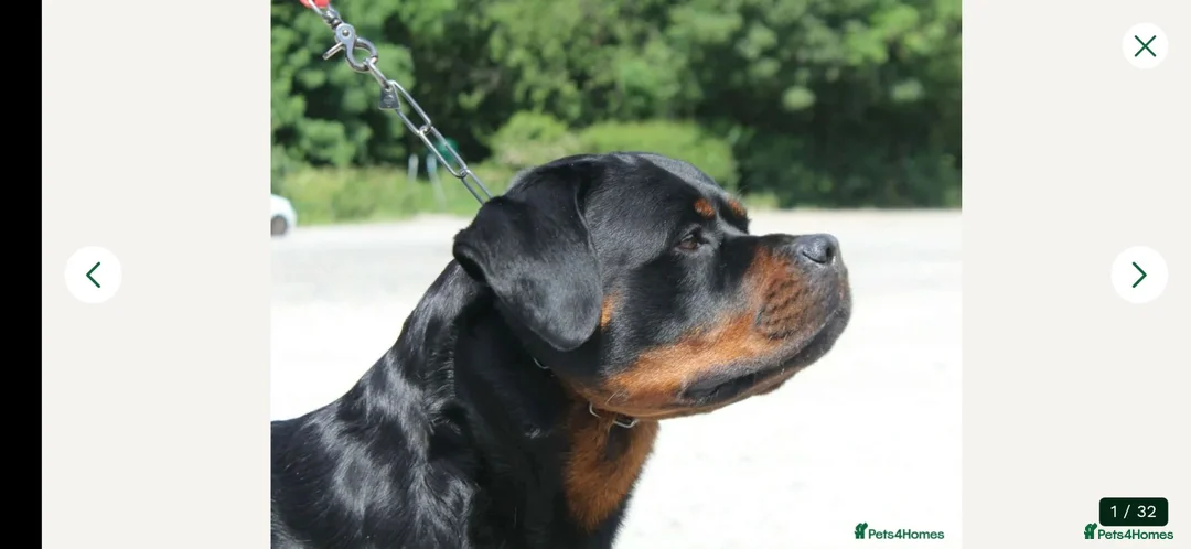 Rottweiler dogs for sale: Stunning kc rottweiler pups - Advert 1