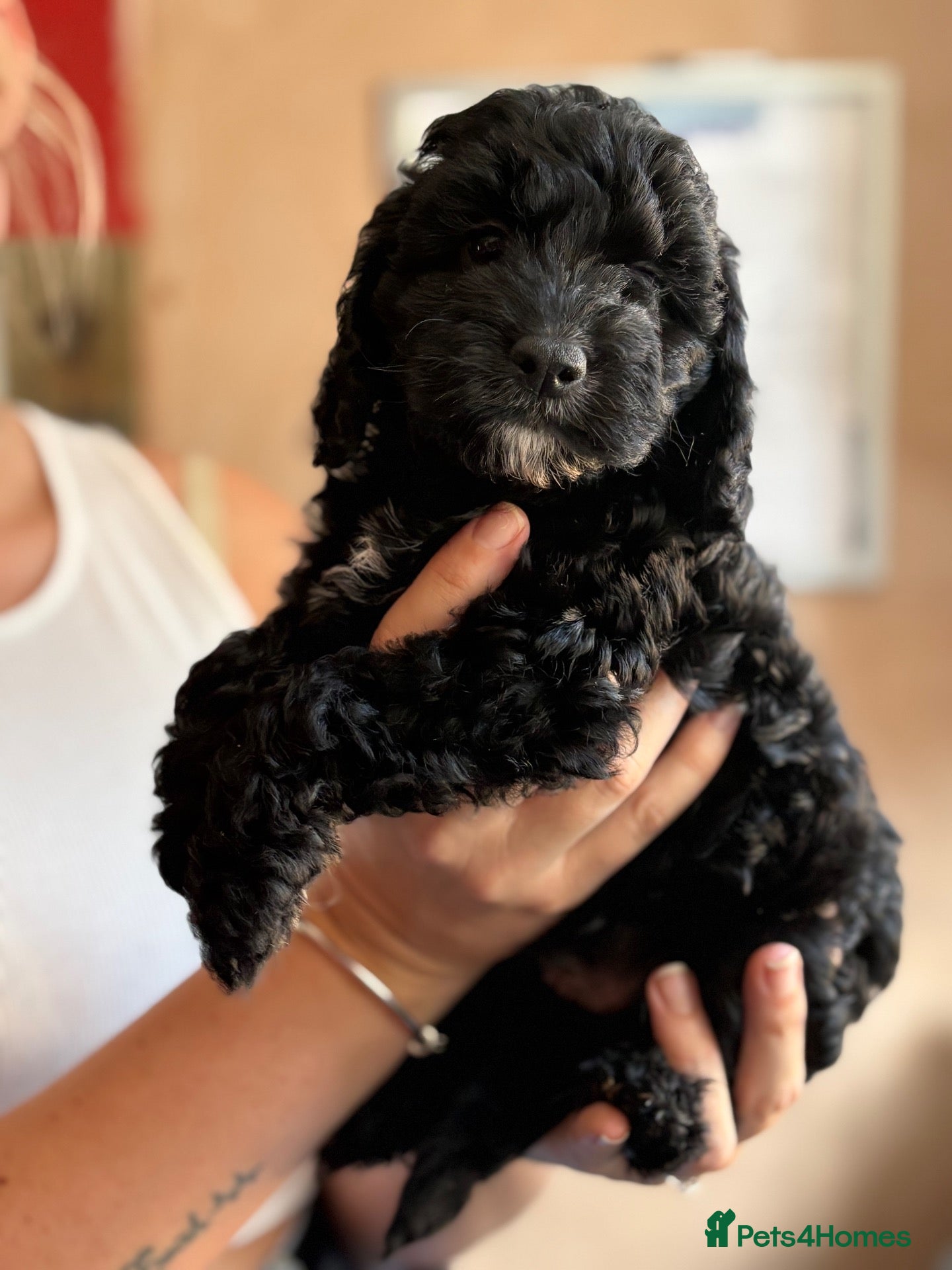 Cockapoo dogs F1 Cockapoo puppies  - Advert 17