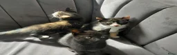 Mixed Breed cats for sale: Gorgeous British Shorthair X Kittens - Advert 2