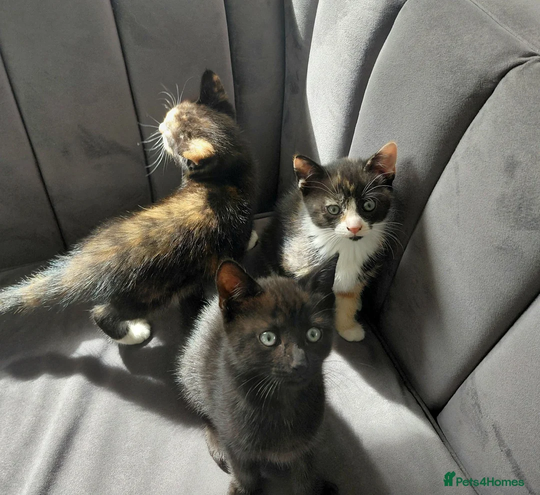 Mixed Breed cats for sale: Gorgeous British Shorthair X Kittens - Advert 2