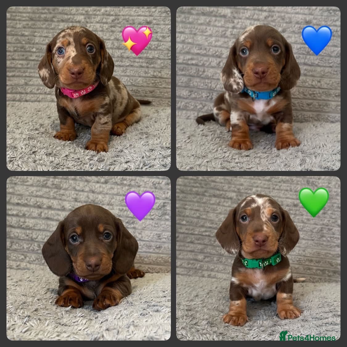 Dachshund dogs Miniature dachshund pups - Advert 16