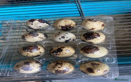 Quail poultry for sale: Chinese painted quail and Japanese quail  - Image 8