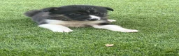 Border Collie dogs for sale: Registered World Class bred Pups for sale - Advert 10