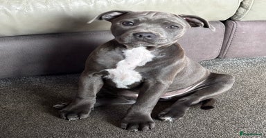 Staffordshire Bull Terrier dogs - Advert 3