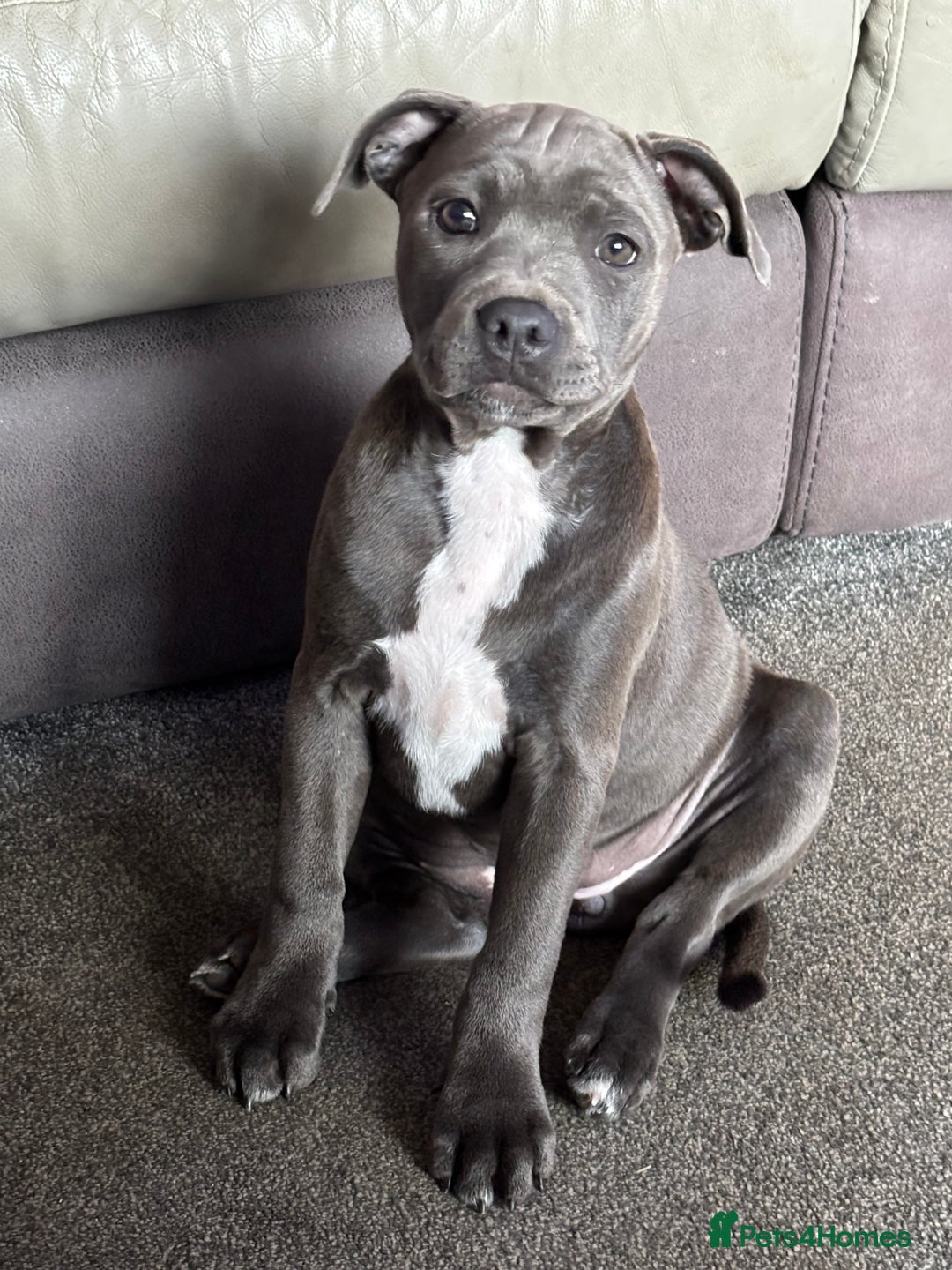 Staffordshire Bull Terrier dogs for sale: 🐾 Last female KC registered girls 🐾   - Image 3