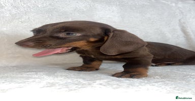 Miniature Dachshund dogs - Advert 6