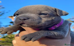 Staffordshire Bull Terrier dogs for sale: SIMPLY STUNNING COI 5.4% - Advert 10