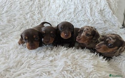 Miniature Dachshund dogs for sale: Stunning Miniature Dashhound Puppies  - Image 1