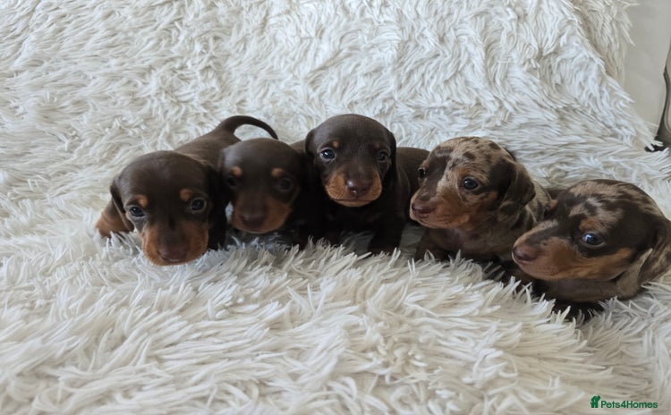 Miniature Dachshund dogs - Advert 5