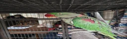 Parakeets birds for sale: Two lovely Alexandrine parakeets in Carterton - Advert 1