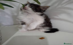 Maine Coon cats for sale: Beautiful Part Maine Coon Male Kitten - Image 5