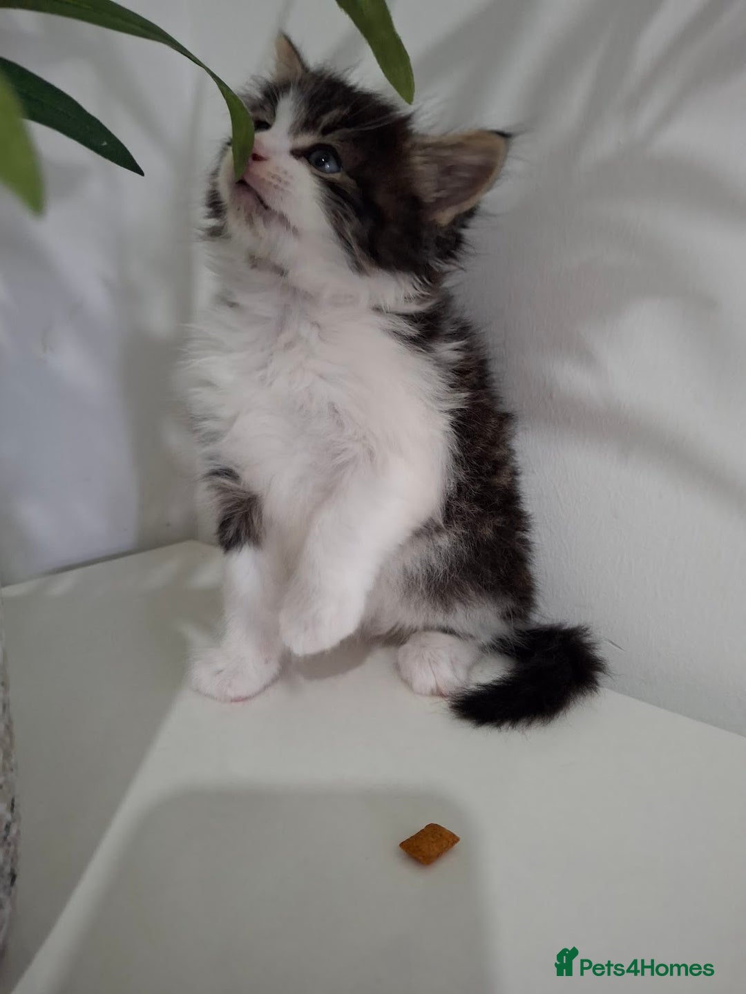 Maine Coon cats for sale: Beautiful Part Maine Coon Male Kitten - Image 5