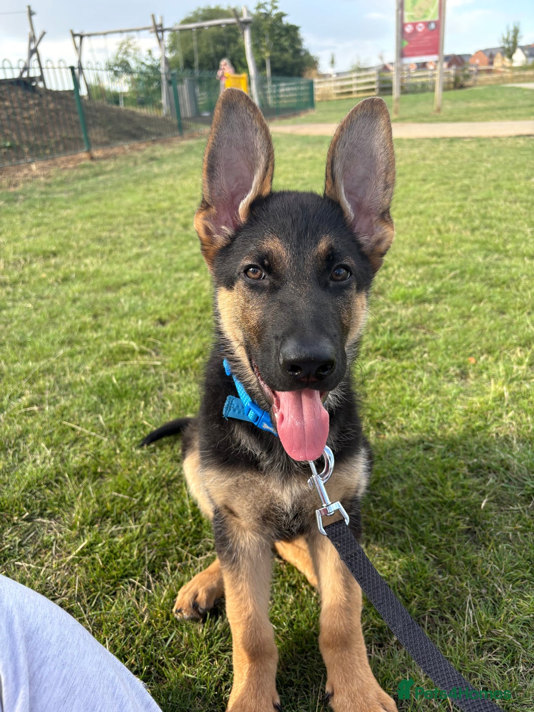 German Shepherd dogs for sale: Beautiful Black and Tan boy Bear  - Image 3