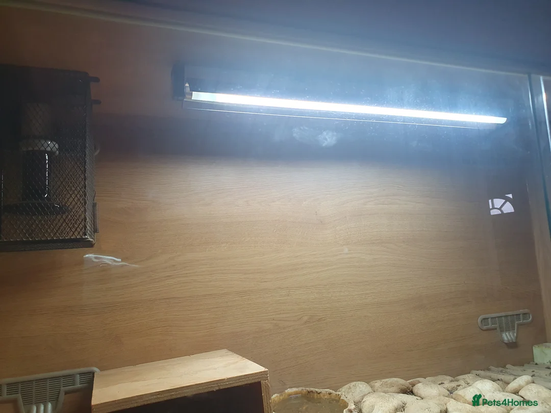 Tortoise reptiles for sale: 2 x herman tortoises  - Advert 2