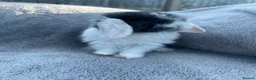 Mini Lop rabbits for sale: Mini lop bunnies  in Cannock - Advert 4