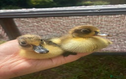 Ducks poultry for sale: Indian Runner Duck Ducklings + Fertile Eggs - Image 2