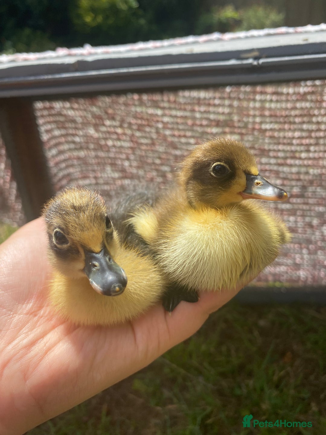Ducks poultry for sale: Indian Runner Duck Ducklings + Fertile Eggs - Image 2