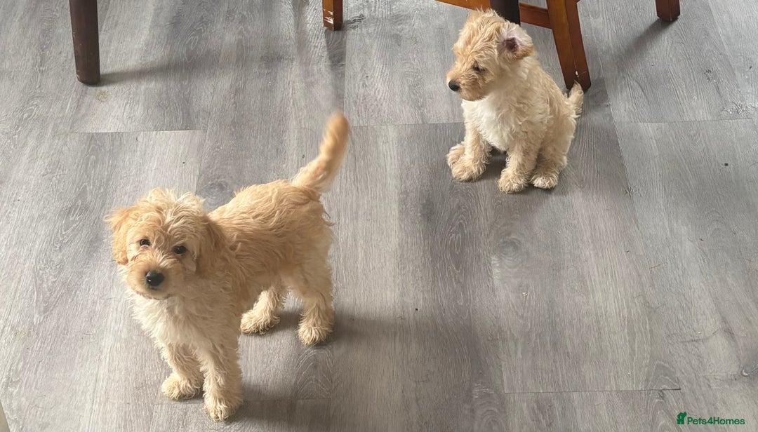 Labradoodle dogs for sale: READY NOW Miniature Labradoodles in Morecambe - Image 10