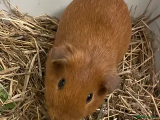 Guinea Pig rodents Ginger Male Guinea Pig - Advert 1