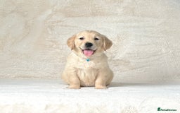 Golden Retriever dogs for sale: Stunning golden retriever puppies for sale  - Image 1