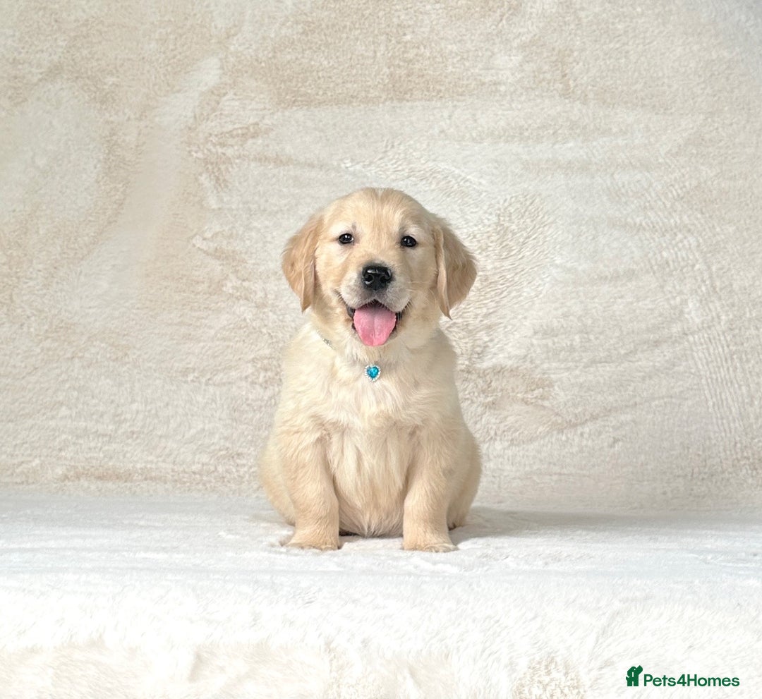 Golden Retriever dogs for sale: Stunning golden retriever puppies for sale  - Image 1