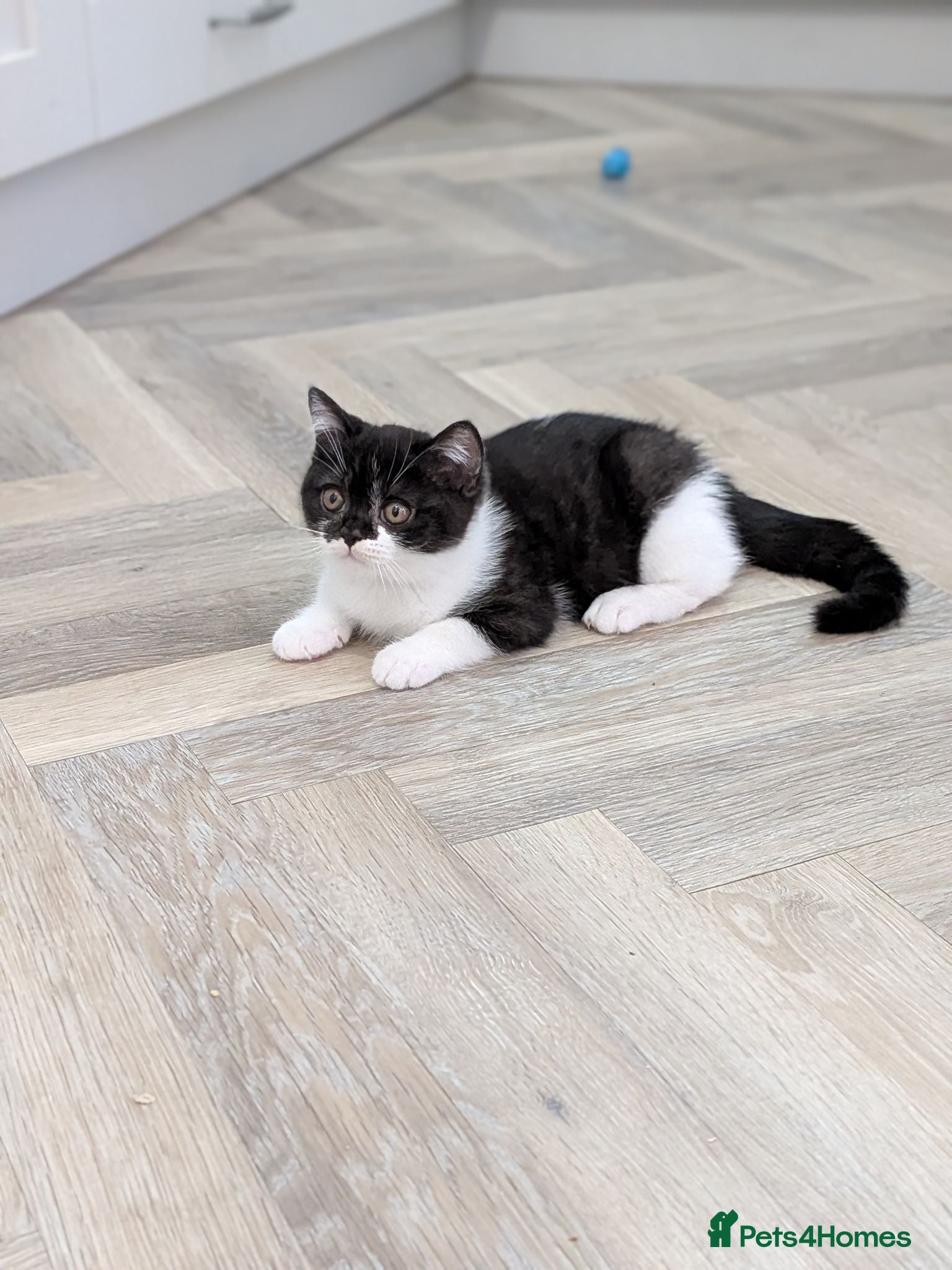 British Shorthair cats GCCF Registered Kittens  - Advert 2