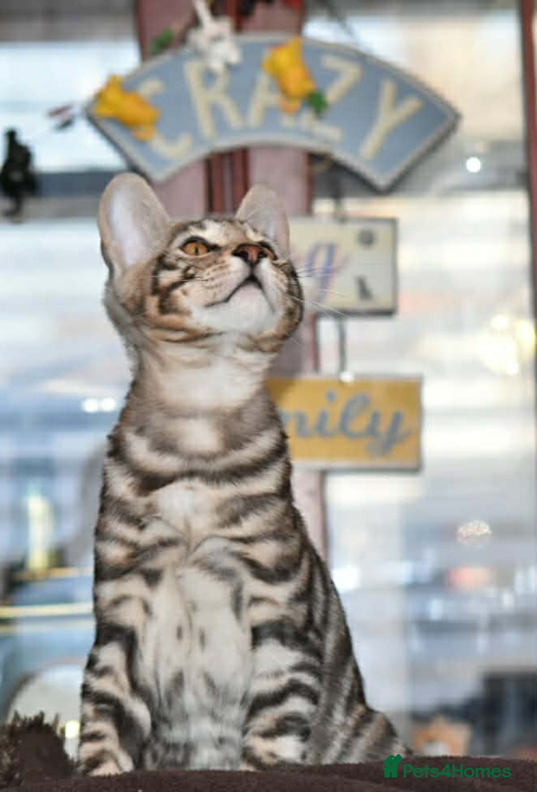 Toyger cats for sale: TWO STUNNING WILD LOOKING TOYGER CUBS - Advert 9