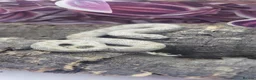 Snake reptiles for sale: Western hognose babies mixed sexes & morphs £160ea - Advert 17