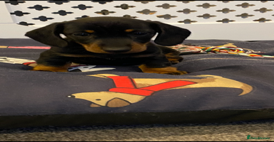 Dachshund dogs - Advert 3