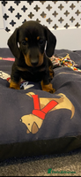 Dachshund dogs - Advert 3