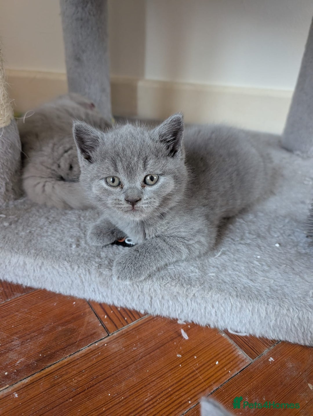 British Shorthair cats for sale: Two remaining British blue shorthair kittens  - Image 6