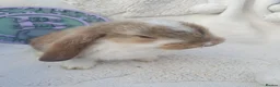 French Lop rabbits for sale: Giant French Lop Babies - Advert 10