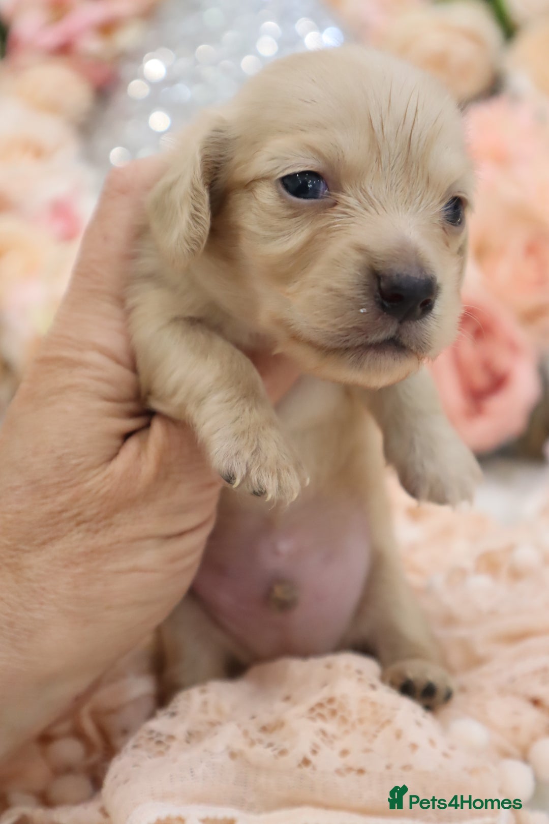 Miniature Dachshund dogs for sale: KC Longhair Miniature Dachshund Puppies - Image 14