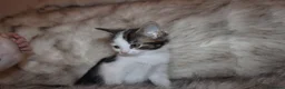 Mixed Breed cats for sale: Mixed breed kittens ready to leave  in Leeds - Advert 10