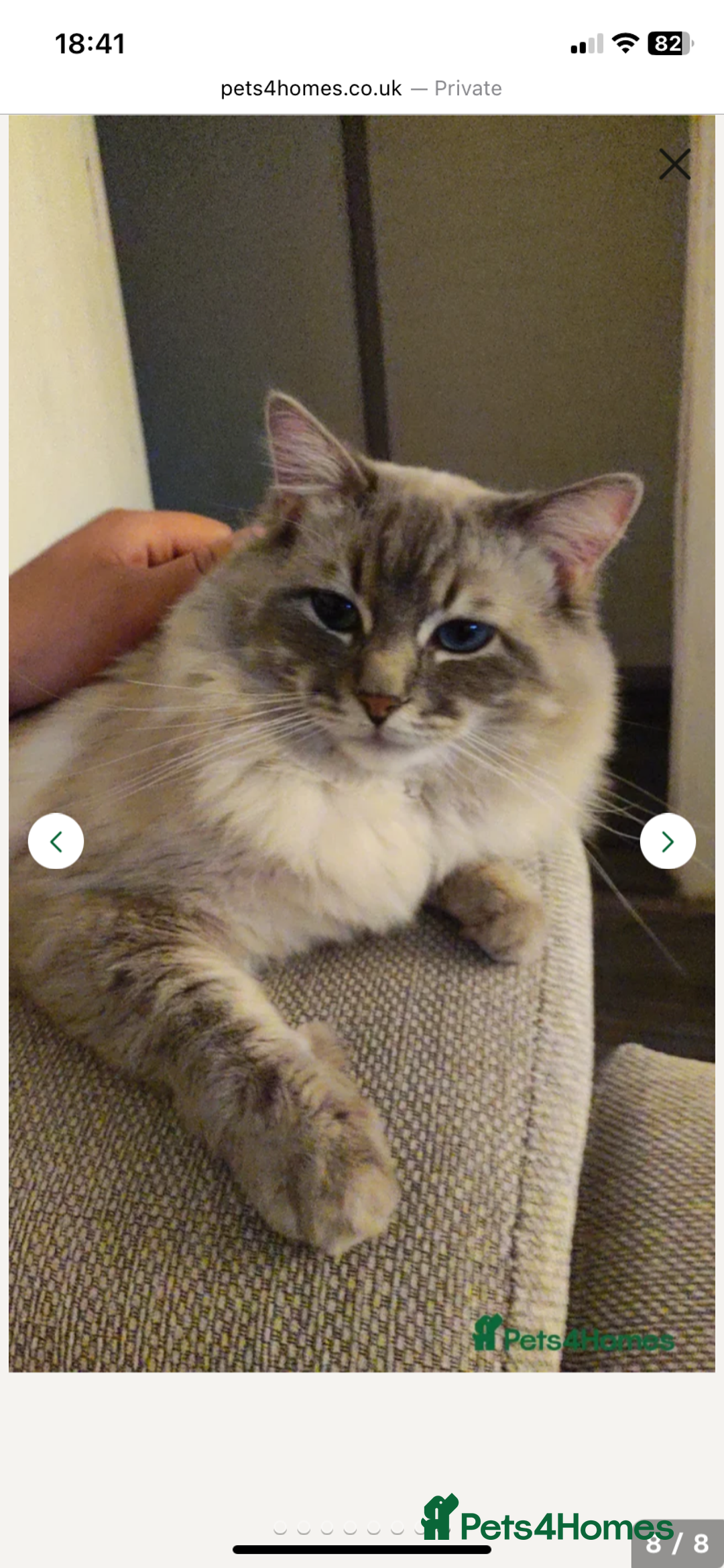 Ragdoll cats for sale: Ragdoll Kittens Available January 2026 - Advert 3