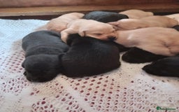 Labrador Retriever dogs for sale: KC reg DNA tested labrador puppies - Image 1