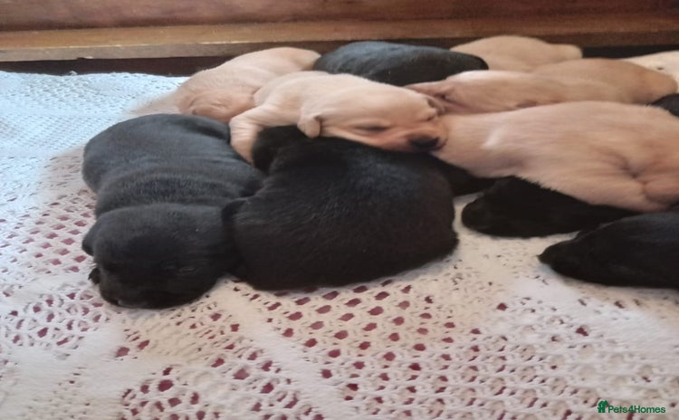 Labrador Retriever dogs - Advert 13