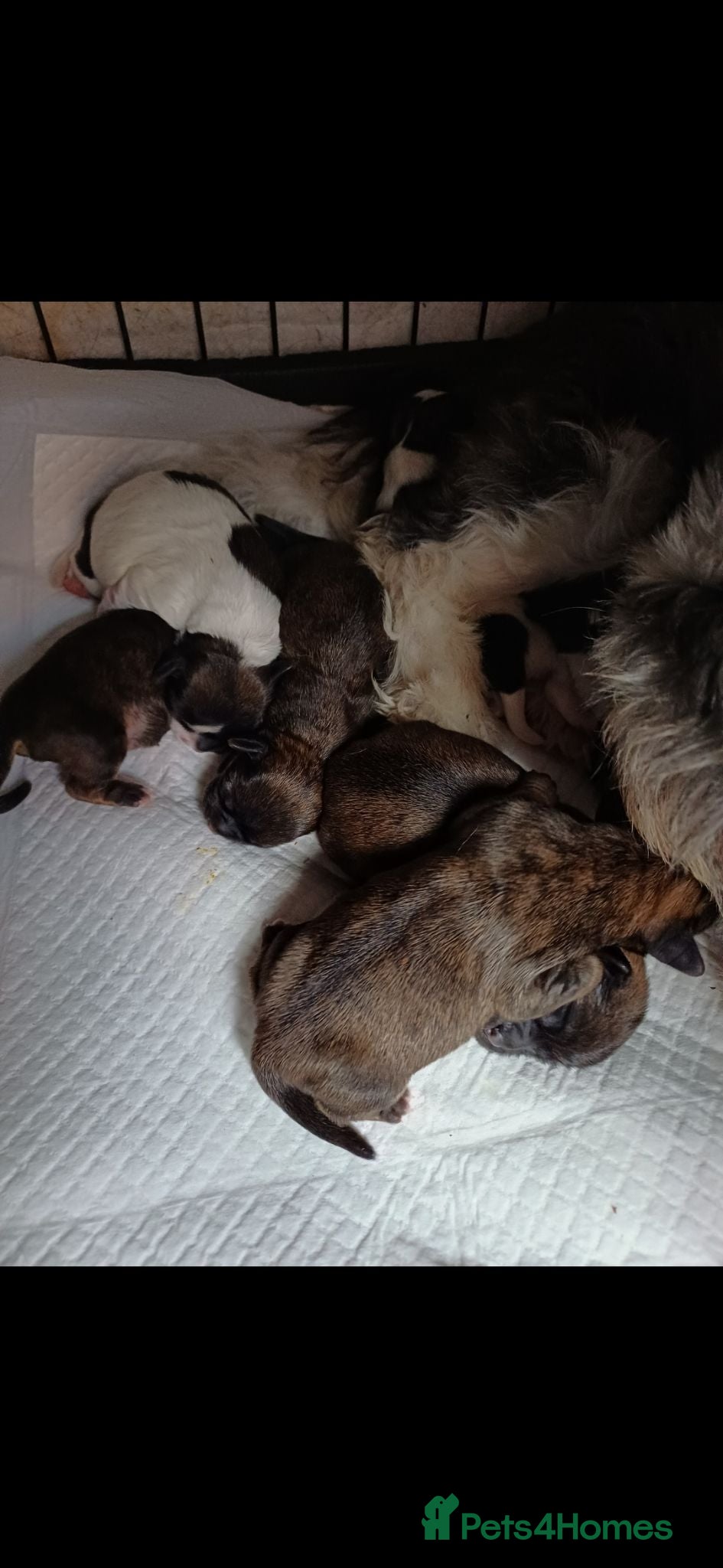 Mixed Breed dogs Shitzu&chorkie for sale - Advert 7