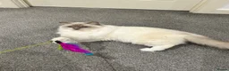 Ragdoll cats for sale: Beautiful Bonded Boy & Girl  in Derby - Advert 4