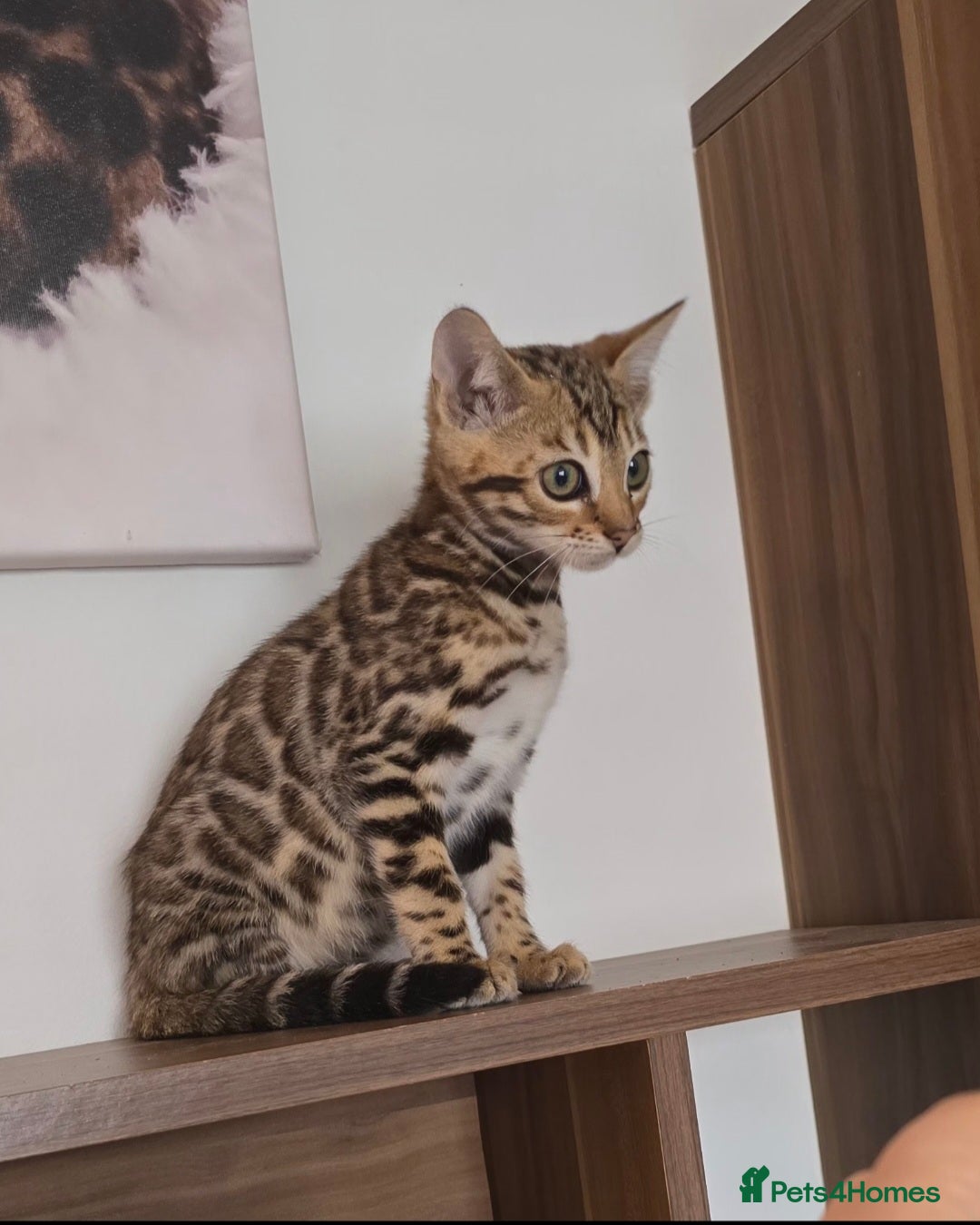Bengal cats for sale: Tica Registered Brown bengal girl  - Image 2