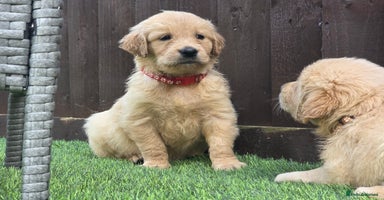 Golden Retriever dogs - Advert 3
