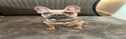 French Bulldog dogs for sale: French Bulldog  - Advert 11
