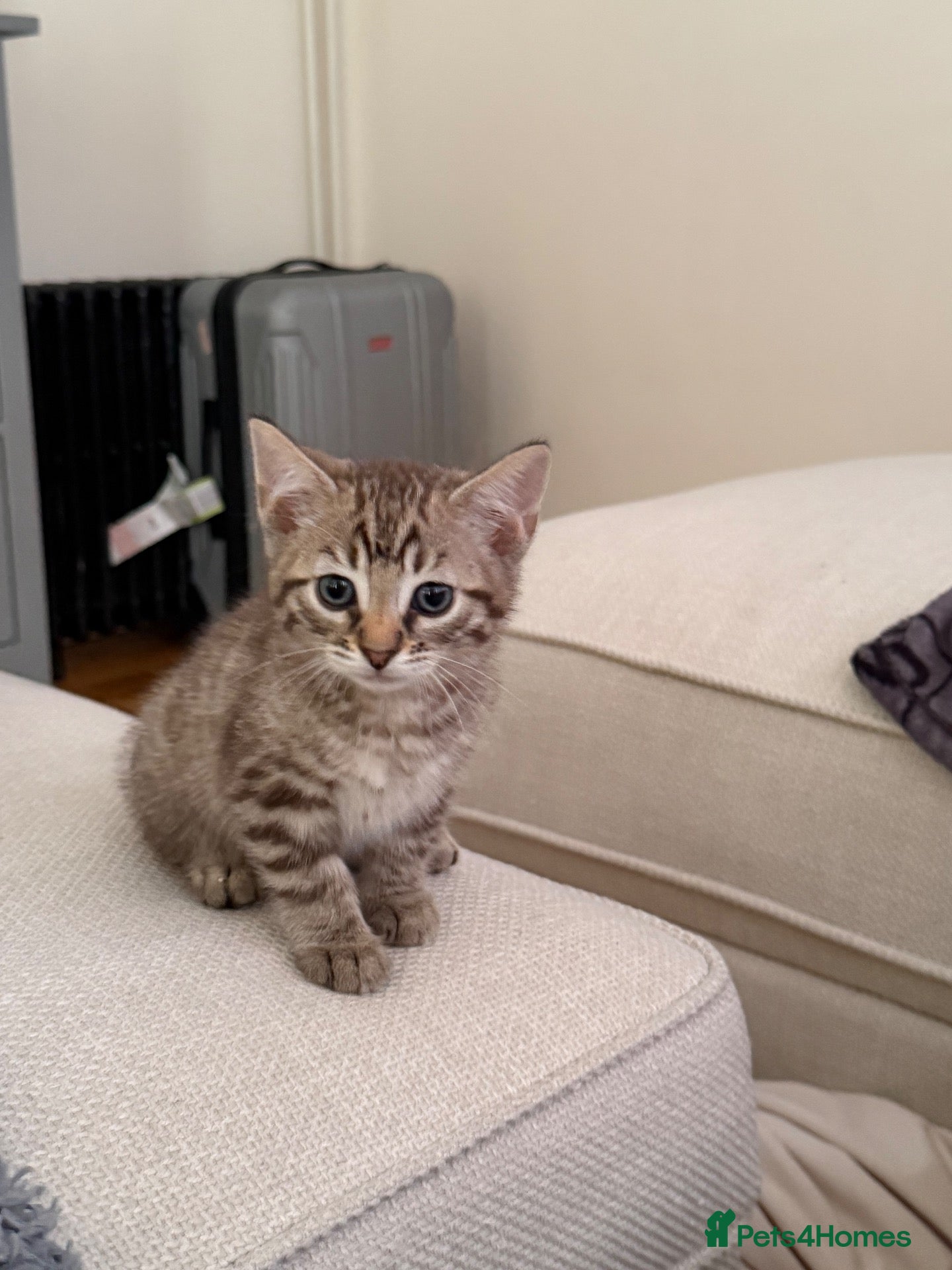 Bengal cats Beautiful Bengal x kittens  - Advert 11