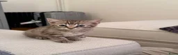 Bengal cats for sale: Beautiful Bengal x kittens  - Advert 2