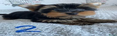 Yorkshire Terrier 2