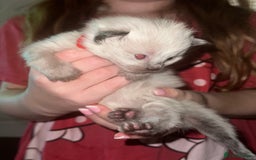 Siberian cats for sale: Full Siberian Litter. Quick sales before holiday - Image 28
