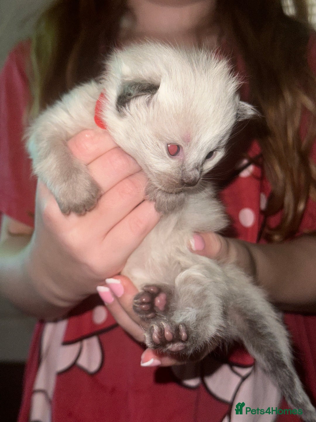 Siberian cats for sale: Full Siberian Litter. Quick sales before holiday - Image 28