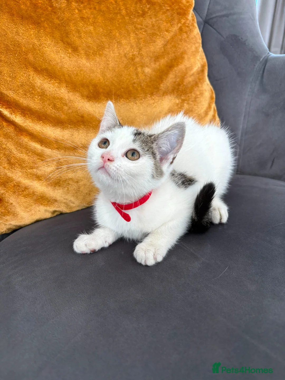 Mixed Breed cats for sale: Free Lovely Kitten Ready To Collect From Today!!😻 - Advert 2